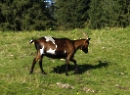 Loferer Alm 2021