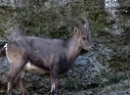 Tiergarten Hellbrunn März 2022