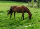 Fuschlsee 2022