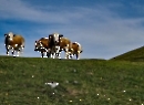 Trattbergalm 2023