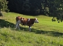 Fuschlsee 2023