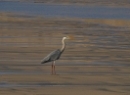 Fuerteventura 2016