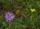 Wandern