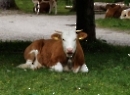 Klausbachtal 2019