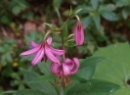 Zwölferhorn Juli 2019