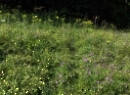 Schlenken August 2019