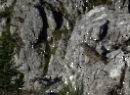 Schober September 2019
