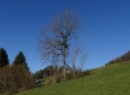 Fuschlsee 2020
