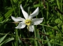 Narzissen Altaussee Mai 2020