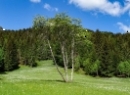Narzissen Altaussee Mai 2020