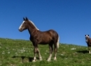 Dürlstein Juli 2021