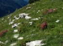 Dürlstein 2021
